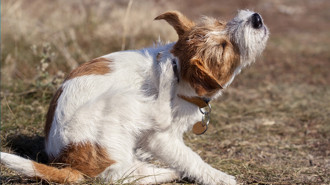 Flöhe beim Hund Erkennen und richtig behandeln PURINA